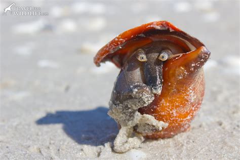 Embarking on a Journey to Discover the Enigmatic Sea Conch