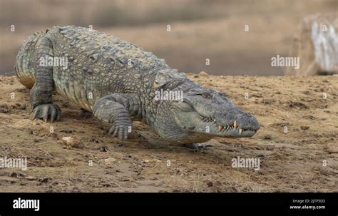 Embarking on an Adventurous Journey: Stepping into the Wild by Walking on Crocodiles in the Realm of Dreams