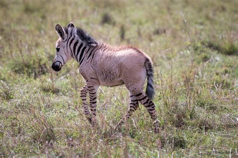 Embarking on an Enchanting Journey with Strikingly Unique Zebras