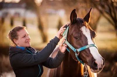 Embarking on the Journey of Horse Care