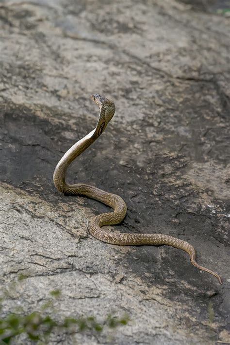 Embodying Power and Transformation: The White Cobra as a Spiritual Symbol