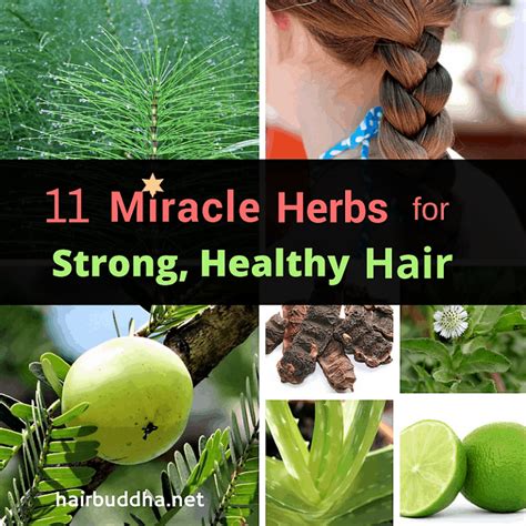 Embrace Natural Solutions for Promoting Hair Growth and Enhancing Hair Health