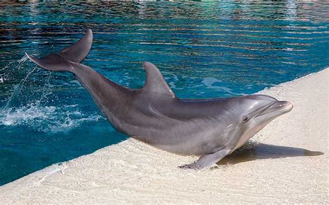 Embrace the Breathtaking Splendor of Dolphin Interactions and Their Influence on Humans