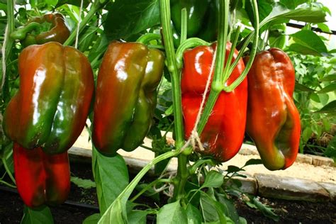 Embrace the Ecstasy and Satisfaction of Harvesting Peppers in the Realm of Sleep