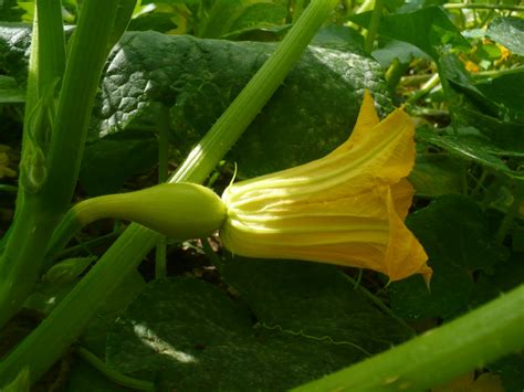 Embrace the Enchanting World of Squash Blossoms and Unleash Your Imagination