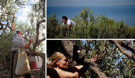 Embrace the Sense of Community in the Enchanting World of Olive Harvesting