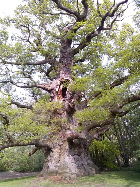 Embracing Change: Insights Gained from the Life of a Majestic Oak