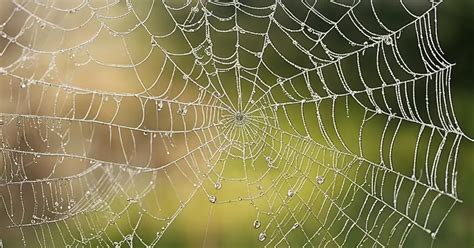 Embracing Change: Transforming Spider Dreams into a Positive Symbolic Experience