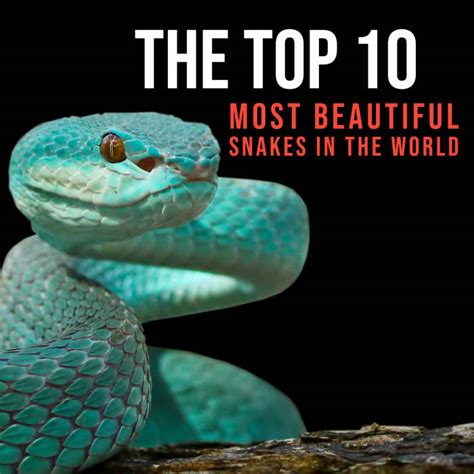 Embracing Nature's Beauty: Appreciating the Vital Role of Serpents in Ecosystems