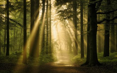 Embracing Nature's Light: Sunlight as a Source of Inspiration