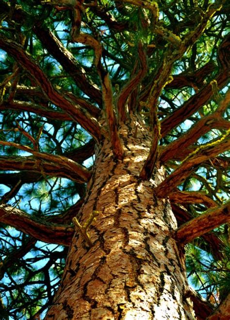 Embracing Nature's Serenity: Unveiling the Healing Power of Majestic Pine Trees