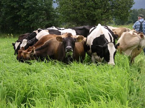 Embracing Nature: Promoting Weight Loss through Pasture Grazing