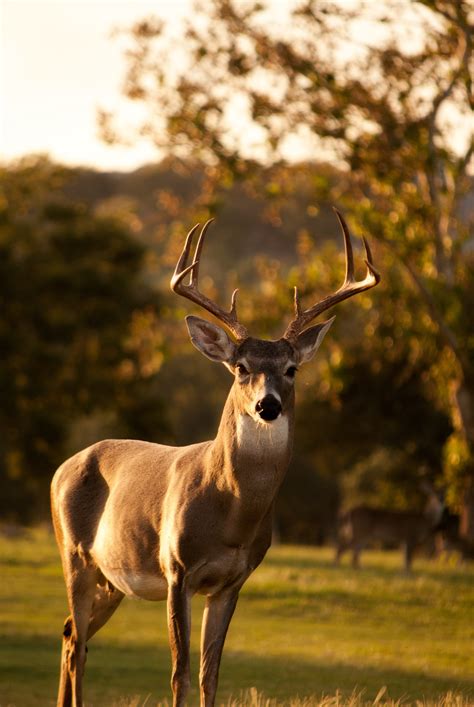 Embracing Nature: The Thrills of Having a Majestic Deer as a Companion