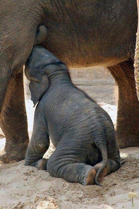 Embracing Precious Moments with Infant Pachyderms