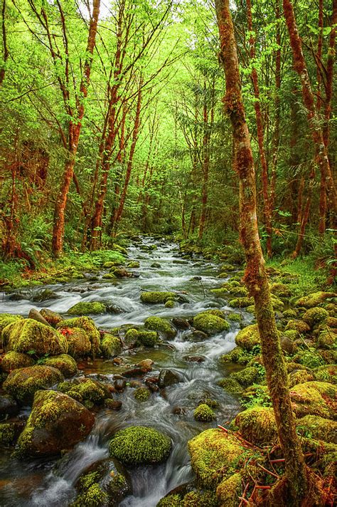 Embracing Serenity: The Restorative Power of Majestic Streams