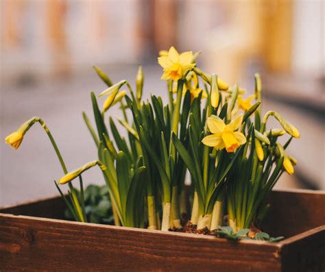 Embracing Winter's Magic: The Symbolism of Ivory Blooms