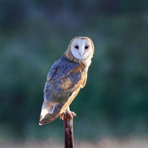 Embracing Wisdom: The Majestic White Barn Owl as a Symbol