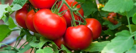 Embracing a Healthier Lifestyle: The Nutritional Advantages of Homegrown Tomatoes and Pepper