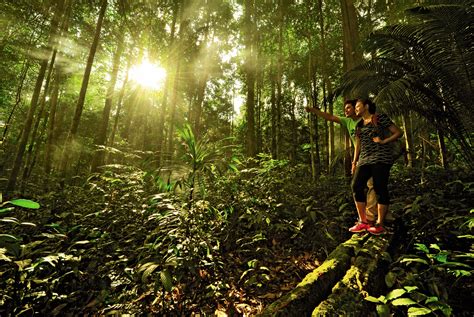 Embracing the Adventure of Jungle Trekking