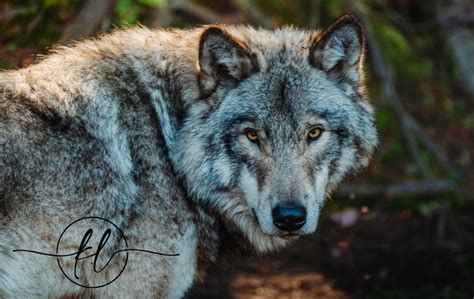 Embracing the Inner Wild: Discovering the Power of the Wolf Within