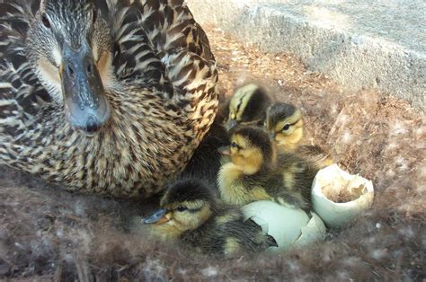 Embracing the Joy of Witnessing Ducklings Hatch and Grow