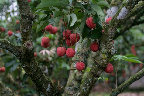 Embracing the Lychee Tree as a Symbol of Hope and Growth