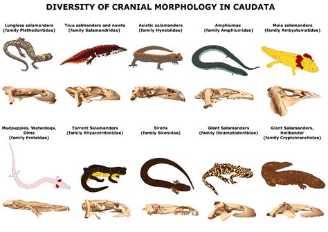 Embracing the Metamorphosis and Evolution Signified by the Ivory Reptile
