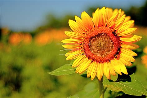 Embracing the Positive Energy of Sunny Blossoms