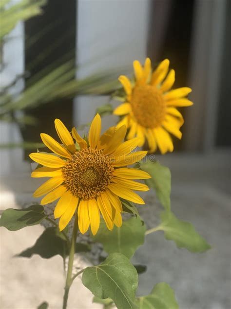 Embracing the Positivity: Infusing Daily Life with the Radiance of Sunflowers