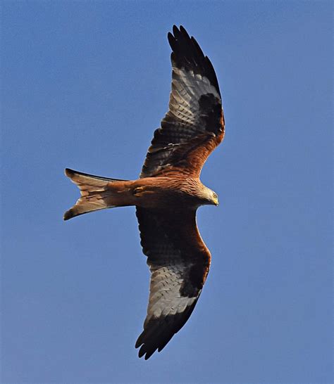 Embracing the Red Kite Bird's Lessons: Freedom, Adaptability, and Resilience