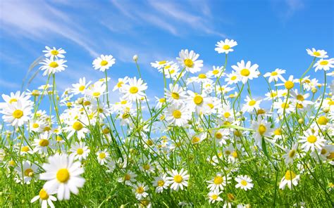 Embracing the Serenity and Elegance of Nature with White Daisies