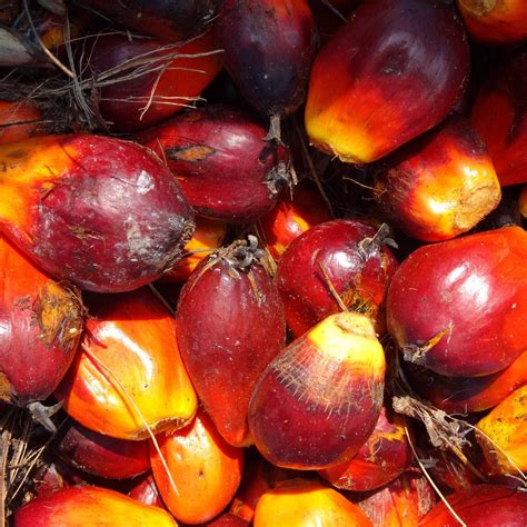 Embracing the Tantalizing Pleasures of Palm Fruit: Culinary Marvels and Scrumptious Delicacies