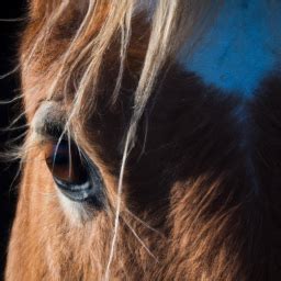 Embracing the Winter Connection: How Horses Reflect the Spirit of the Season