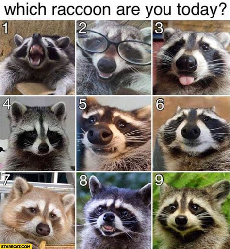 Emotional Impact: Deciphering the Feelings Associated with a Raccoon's Nip in a Dream