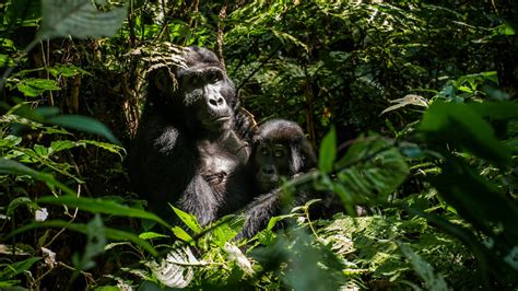 Empowering the Human Spirit: Initiatives for Gorilla Conservation