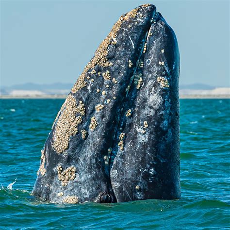 Encountering Majestic Sea Giants: Swimming with Whales