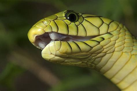 Encountering the Captivating Green Mamba: Safety Measures for Human Interactions