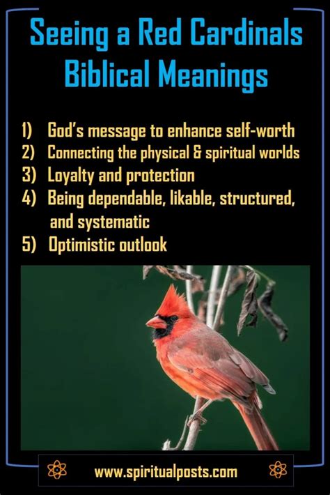 Encountering the Red Cardinal: What Does it Foretell for Your Future?