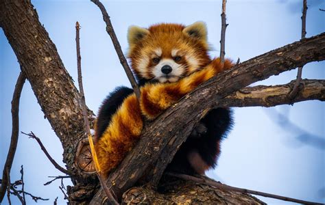 Endangered Splendor: The Urgent Call to Protect the Majestic Red Panda