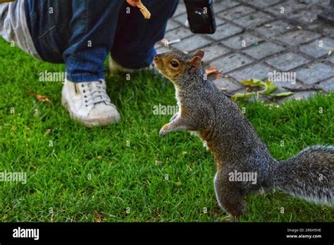 Enhancing Creativity through the Magic of Imagining Animal Interactions