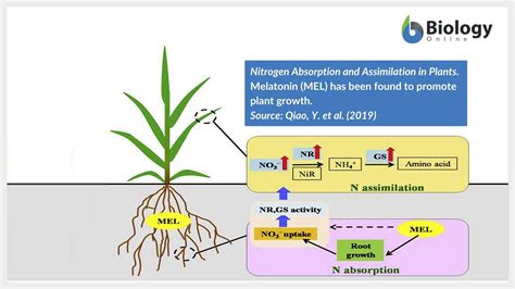 Enhancing Nutrient Assimilation through Dream Irrigation Techniques