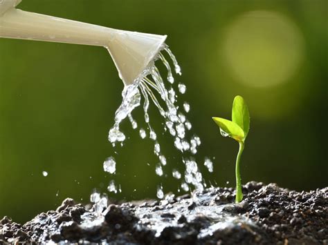 Enhancing Plant Growth through Dream Watering