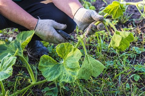 Enhancing Pumpkins' Shape and Size: Pruning and Training Techniques