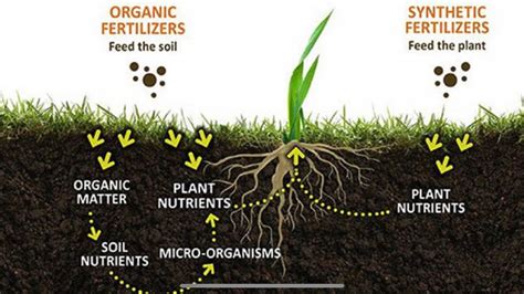 Enhancing Tree Growth through Fertilizers: Optimal Nutrient Selection