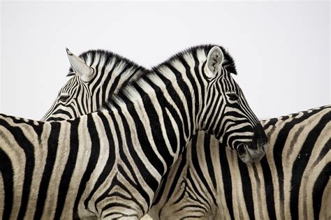 Enhancing Your Chances of Experiencing Zebra Dreams