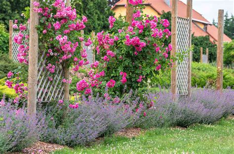 Enhancing Your Rose Garden's Beauty with Companion Plants