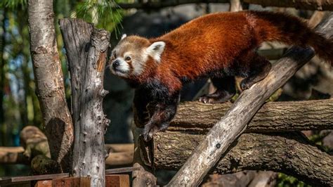 Enigmatic and Elusive: A Glimpse into the World of Rare White Pandas