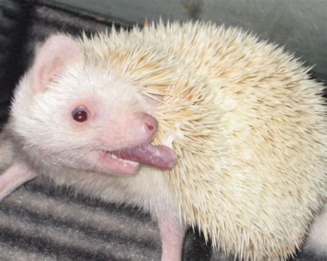 Enigmatic and Uncommon: Exploring the Mystery of White Hedgies