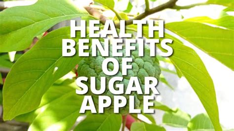 Enjoy the Delights of Nature: Discover the Health Benefits of Sugar Apple