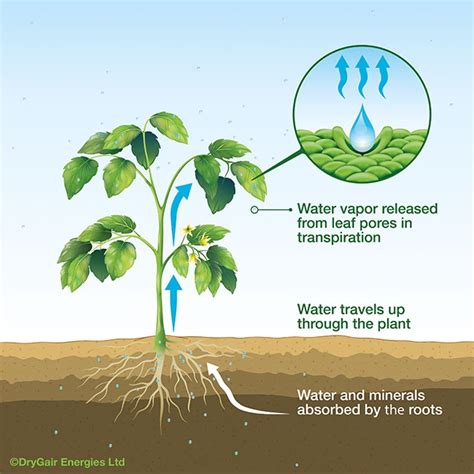 Ensuring Optimal Growth by Providing Essential Water and Nutrients